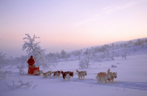 Dog sledding in Norway. Photo by Bjorn Klauer, Nordnorsk Reiseliv