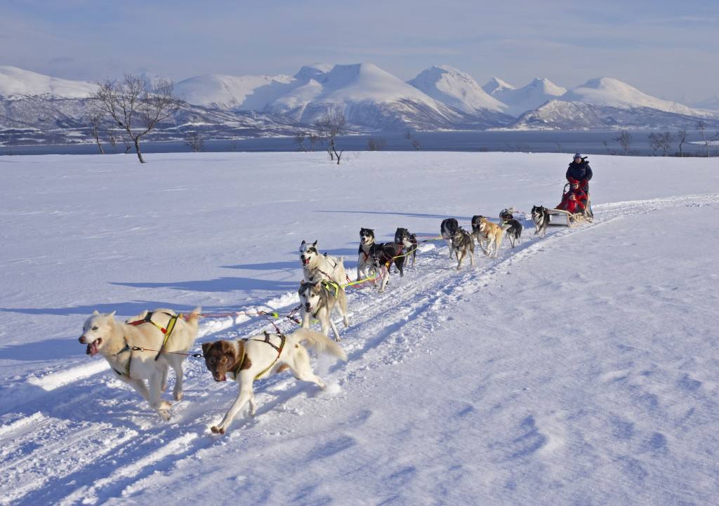 Dog sledding in Tromso Norway. Photo by Baard Loeken, Nordnorsk Reiseliv