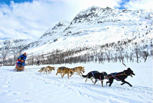 Dog sledding Tromso by Lyngsfjord Adventure