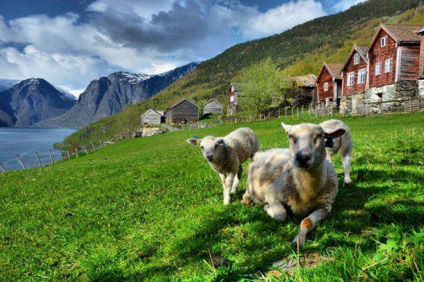 Sheep in Otternes by M. Dickson/Foap/Visitnorway.com