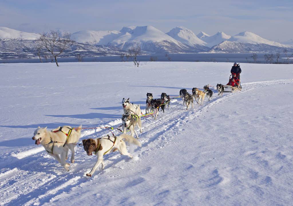 Tromso winter adventure - Dog sledding in Tromso Norway by Baard Loeken Nordnorsk Reiseliv