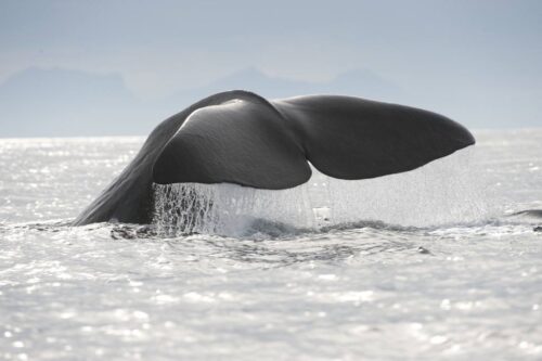 Whale safari Arctic Norway. Photo by Marten Bril, www.nordnorge.com