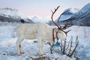 Reindeer by Konrad Konieczny, Visit Nord Norge