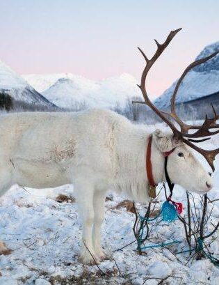 Reindeer By Konrad Konieczny, Visit Nord Norge