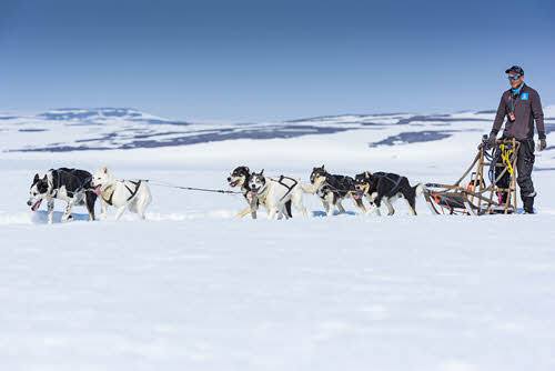 Dog sledding in Norway by Orjan Bertelsen, Hurtigruten