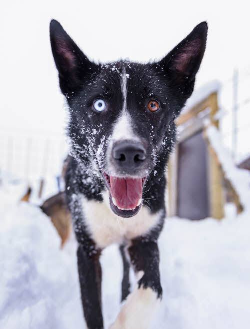 Meet huskies at Kirkenes Snowhotel by Kirkenes Snowhotel