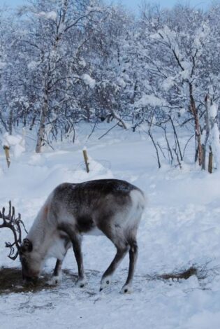 Snow Hotel Kirkenes, Reindeer Park. Photo By Raymond Fishman, Hurtigruten
