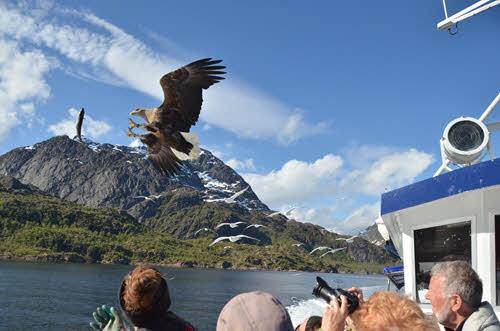 Sea Eagle Safari by Ulrike Geuder, Hurtigruten