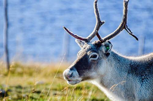 Reindeer in Arctic Norway by Simen G Fangel, Hurtigruten