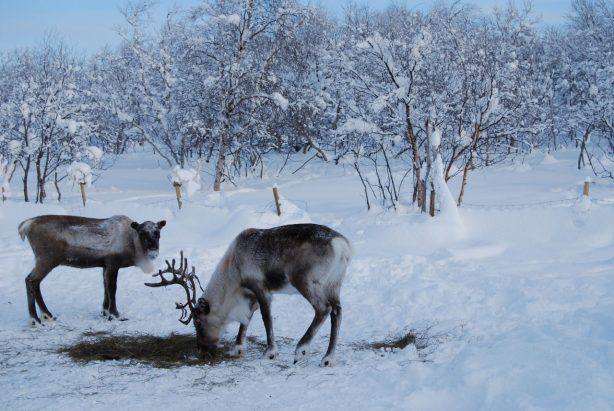 Snow Hotel Kirkenes, Reindeer park. Photo by Raymond Fishman, Hurtigruten