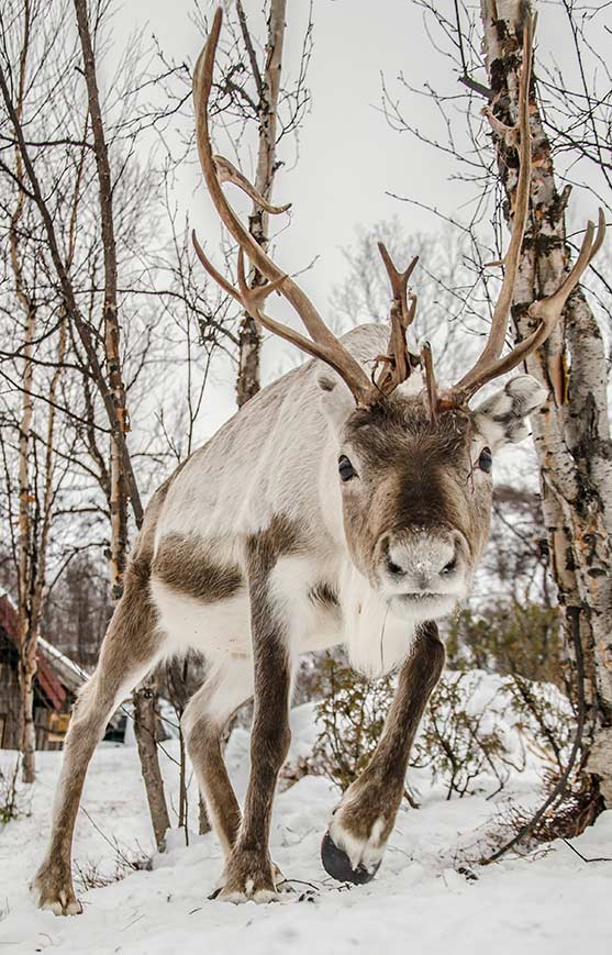 Reindeer outside the Snow hotel. Photo by Kirkenes Snow hotel