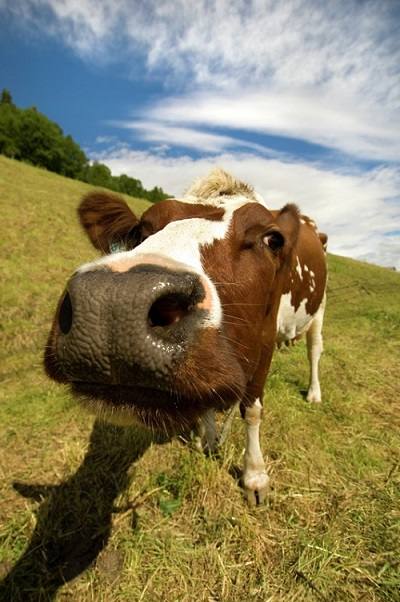 Cow by Terje Rakke, Nordic Life, Visit Norway