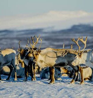 Reindeer in Norway by Thomas Rasmus Skaug, Visit Norway