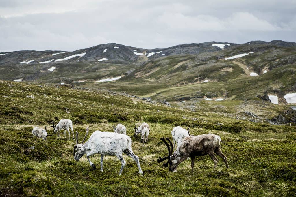 Reindeer spotting by Christian Roth Christensen, Visit Norway