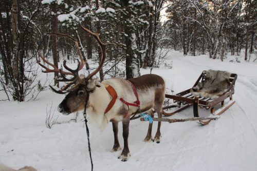 Reindeer sledding in Alta by Yvonne S. Bjorke, Fjord Travel Norawy