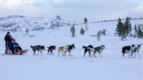 Dog Sledding In Kirkenes By Kirkenes Snowhotel