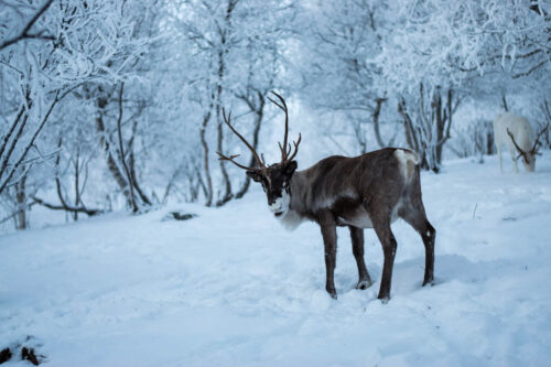 Reindeer Park At Kirkenes Snowhotel By Kirkenes Snowhotel