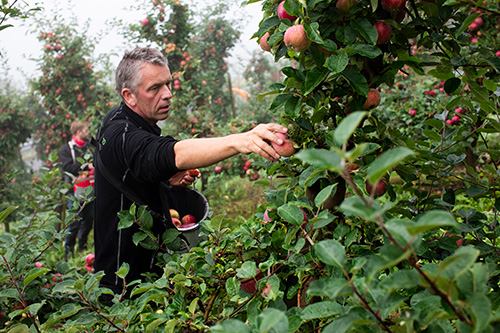Apple harvest in Hardanger - Photo by Visit Hardangerfjord
